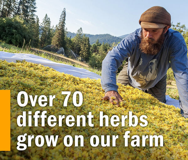 HERB PHARM - Brain and Memory Herbal Formula - 1 fl. oz. (29.6 ml)